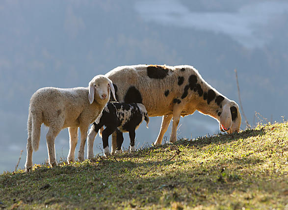 Pecore alpine